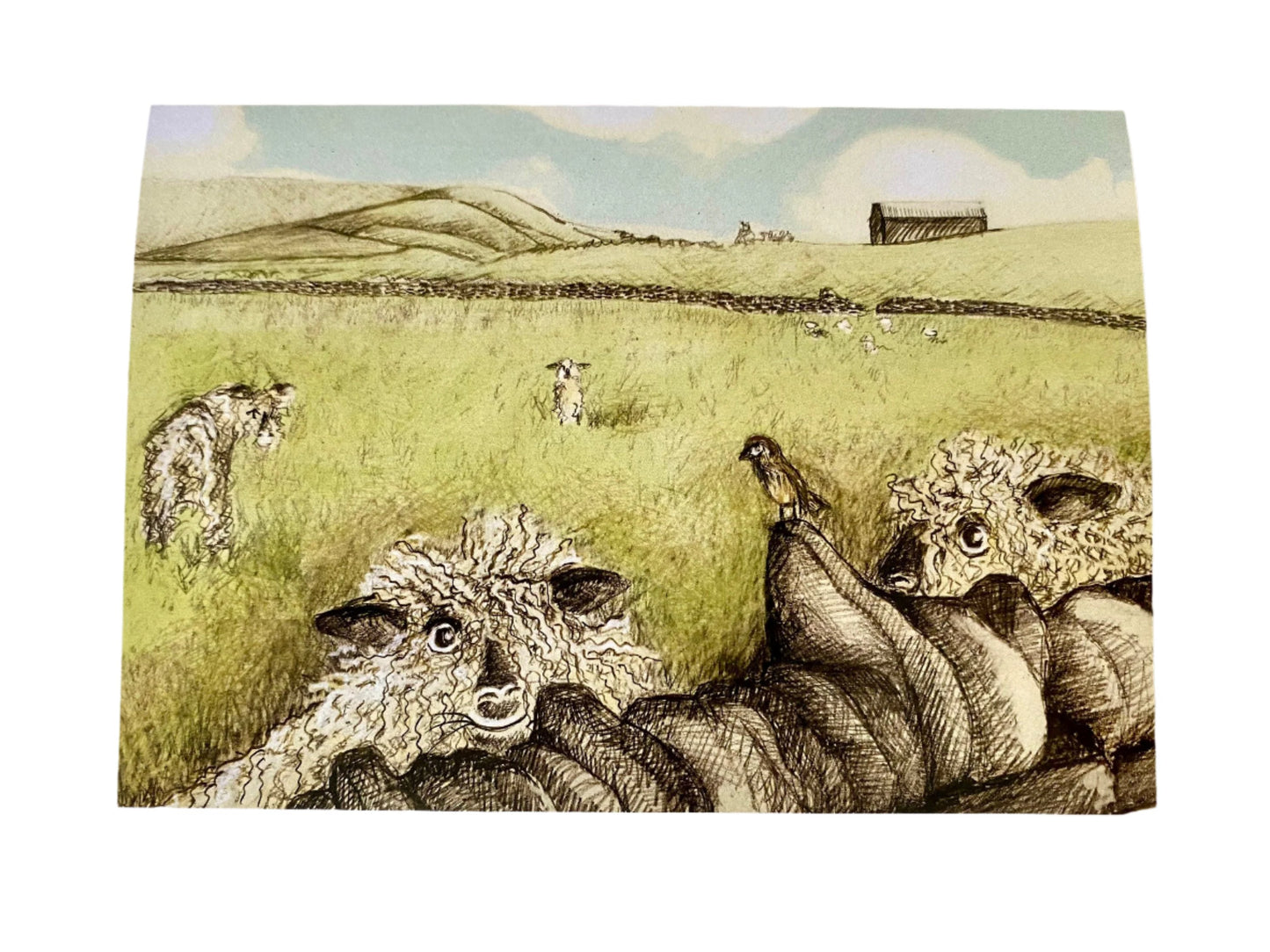 woolly wensley sheep card